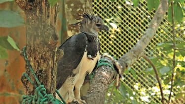 Fiesta verde con el águila harpía