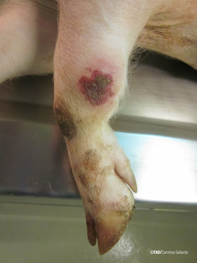 FAO advierte de la grave amenaza que representa la peste porcina africana en la región