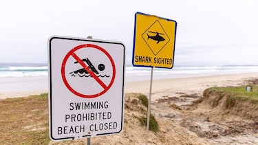 4 ataques en 48 horas: cómo las playas del este de Australia se convirtieron en la tormenta perfecta para los tiburones