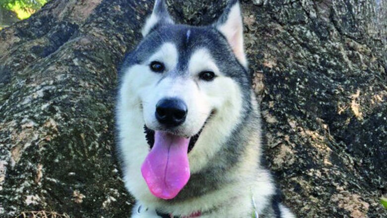 Pototita, dulce y destructora