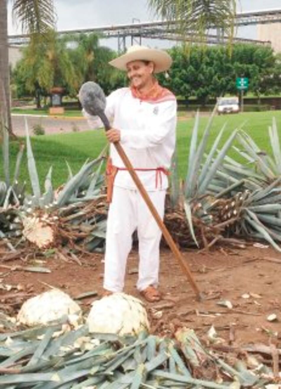 No hay tequila sin 'jimador'