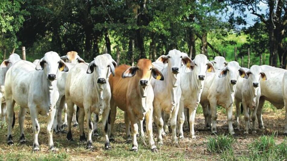 Postergan plan de exportación a China