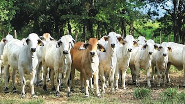 Postergan plan de exportación a China