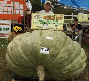 Granjero gana concurso en Estados Unidos con calabacín de 960 kilos