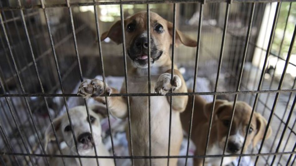 Crece el número de animales abandonados en Puerto Rico tras huracán María