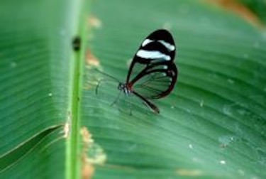 Dos jardines preservan la biodiversidad de las mariposas panameñas