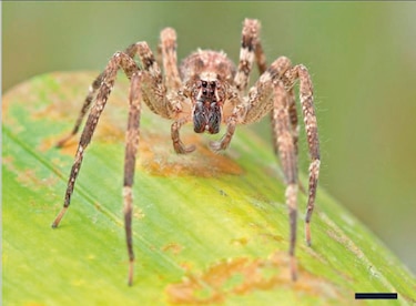 Dentro del araña-verso