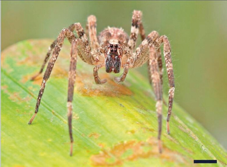 Dentro del araña-verso