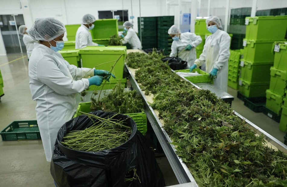 Proceso para obtener licencia de fabricación de derivados del cannabis medicinal, en la recta final