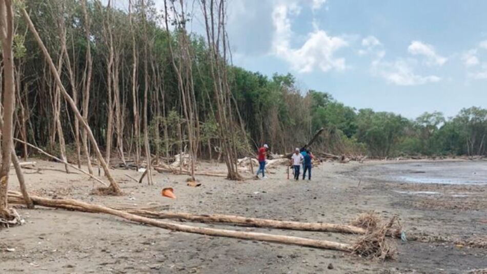 Arranca plan piloto para reforestar manglares en la bahía de Panamá