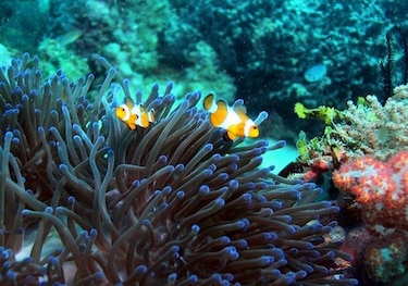 La acidez hace convulsionar los océanos