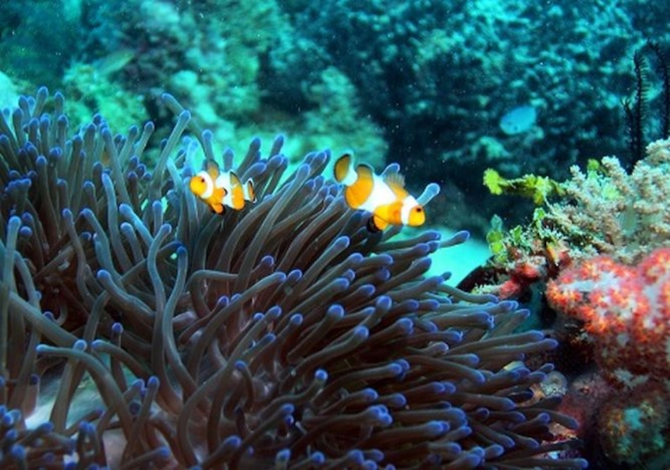 La acidez hace convulsionar los océanos