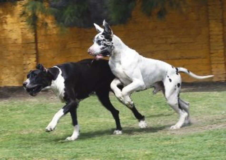 Homosexualidad en caninos