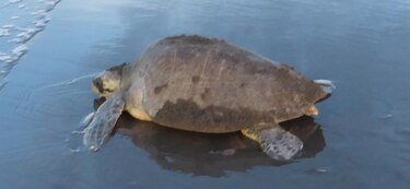 Ministerio Público investiga muerte de tortuga lora en Alanje, Chiriquí