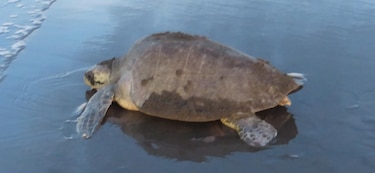 Ministerio Público investiga muerte de tortuga lora en Alanje, Chiriquí