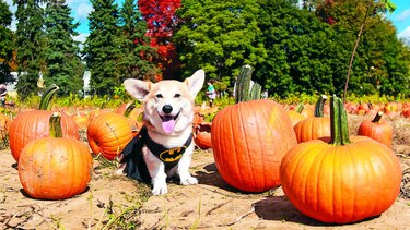 ‘Halloween’ para mascotas