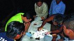 Harpías y ecoturismo