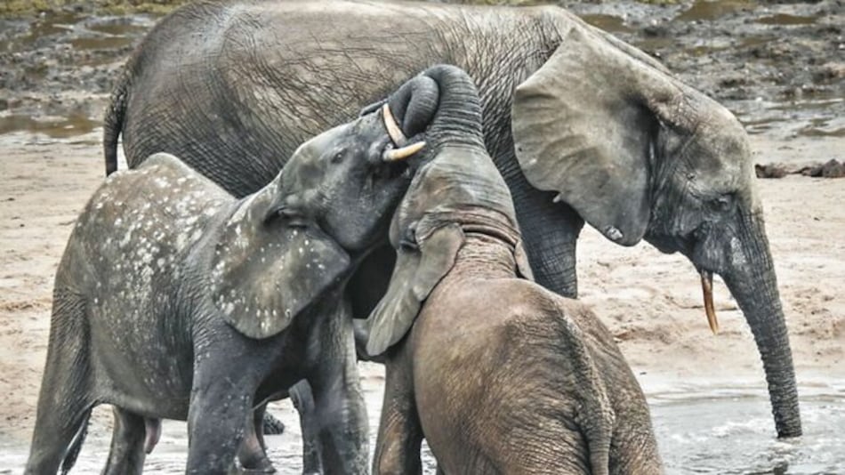 África austral persiste en vender su marfil