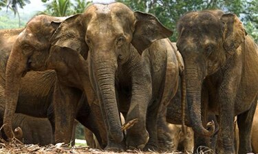 El elefante de Sumatra está a un paso de la extinción, según WWF