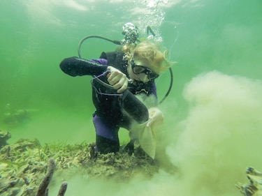 ¿Cómo puede contribuir la ‘caspa de tiburón’ a la conservación de los arrecifes de coral?