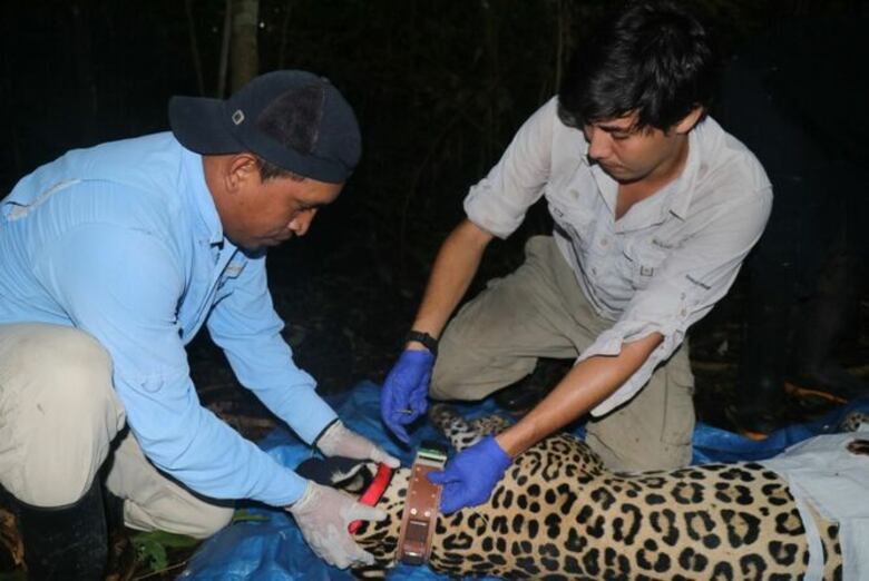 Colocan un GPS por primera vez a un jaguar en Panamá