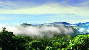 En la espesura de los corredores