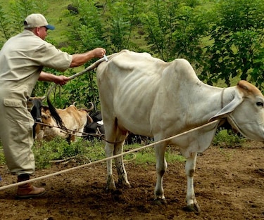 Entra en vigencia nuevo salario mínimo para veterinarios: $1,114 mensual