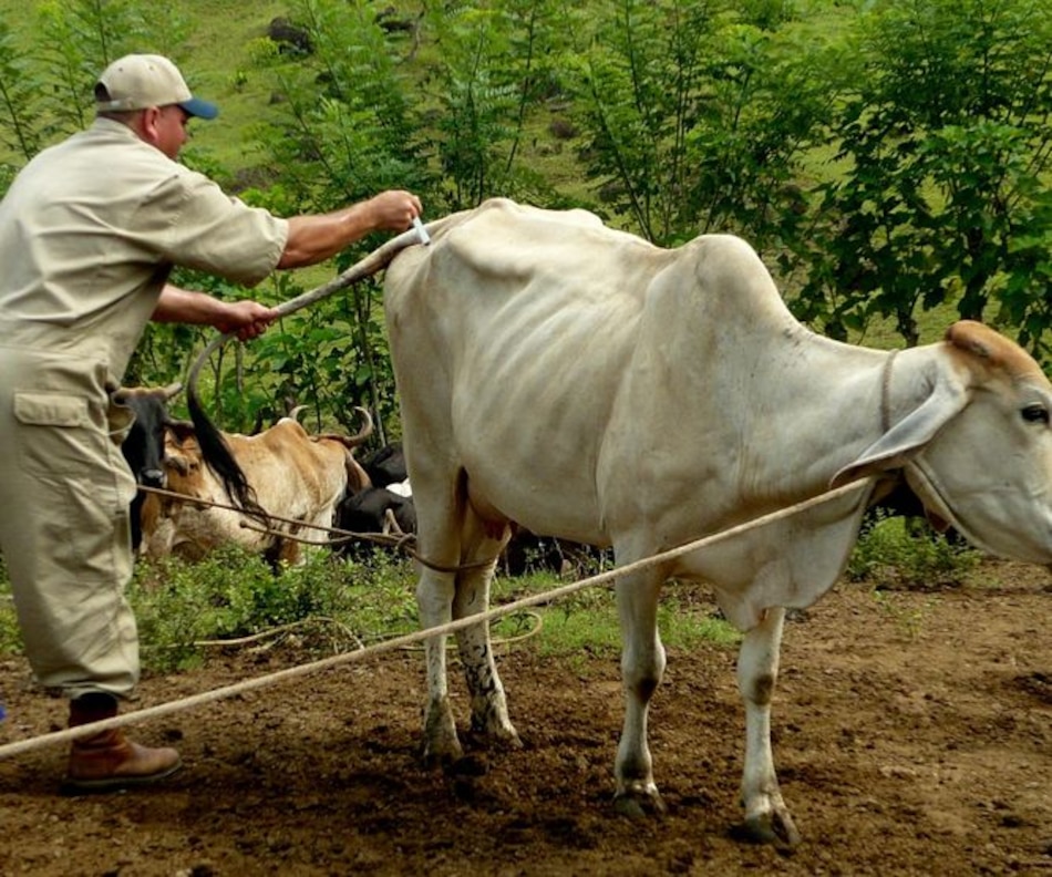 Entra en vigencia nuevo salario mínimo para veterinarios: $1,114 mensual