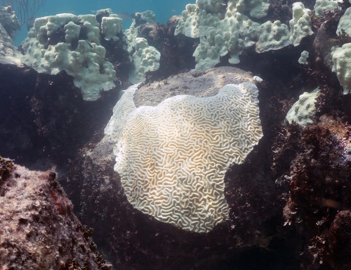 EU alerta que el fenómeno de 'El Niño' podría provocar blanqueamiento global de los corales