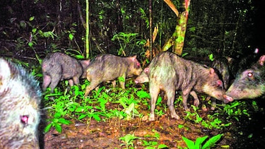 Puercos de monte en Mesoamérica
