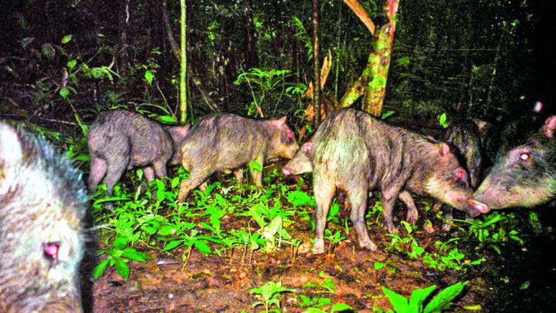 Puercos de monte en Mesoamérica