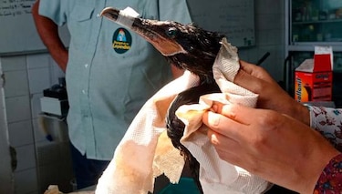 Perú rescata más de 420 aves afectadas por el derrame de petróleo de Repsol