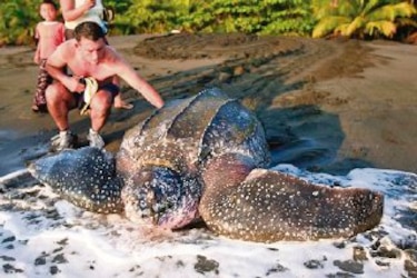 Tránsito afecta a la fauna marina
