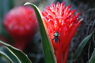 El jardín Botánico de Cali, el lugar donde se cuida el ‘oro verde’ de Colombia