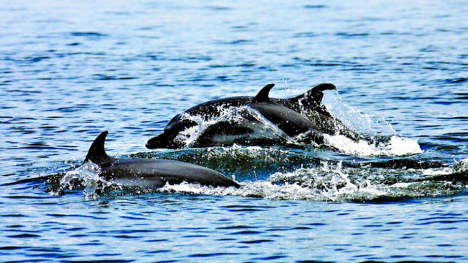 Delfines guiarán a vaquitas marinas