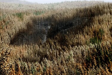 Chile estima que el 25% de los incendios de 2023 han sido intencionales