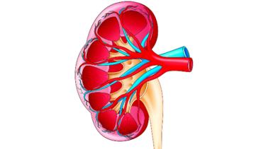 Riñones, filtros de la sangre