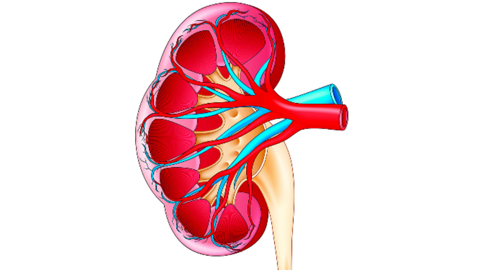 Riñones, filtros de la sangre