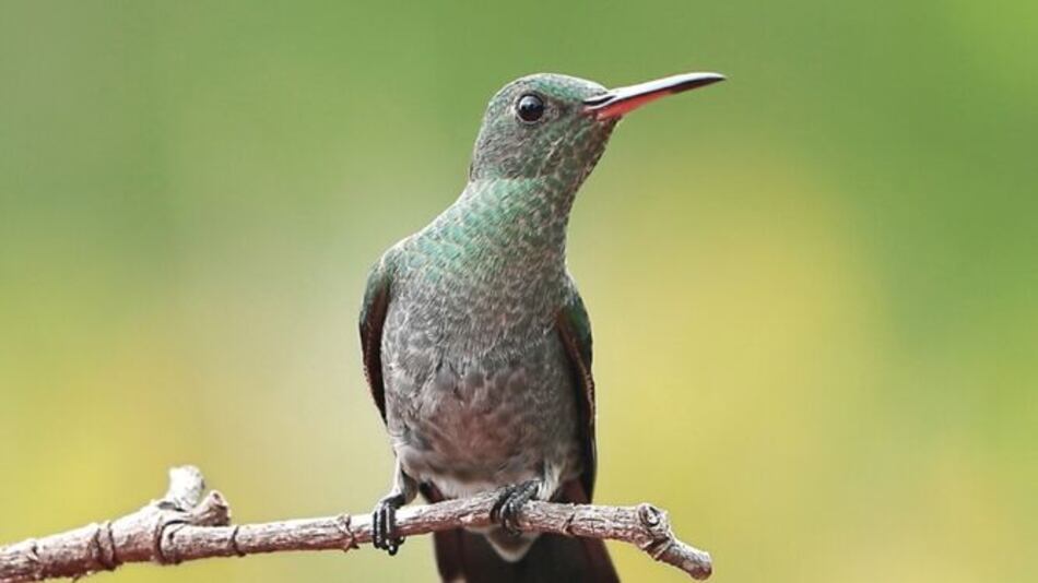 Un acercamiento con las aves y la naturaleza