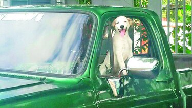 Estrella y los paseos