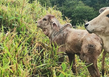 Fuertes lluvias en Ocú: productores reportan muertes de animales y cultivos afectados