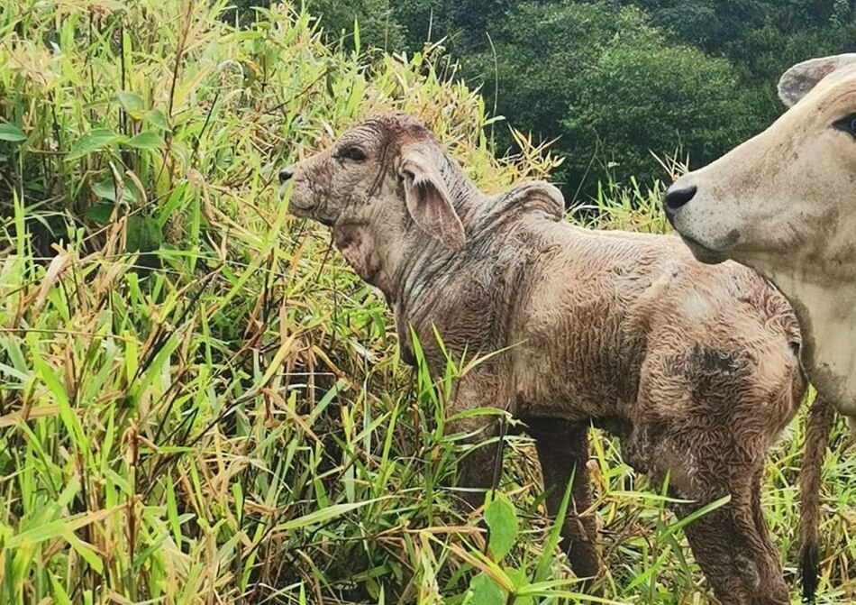 Fuertes lluvias en Ocú: productores reportan muertes de animales y cultivos afectados