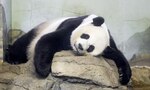 Nace panda en Zoológico Nacional de Washington