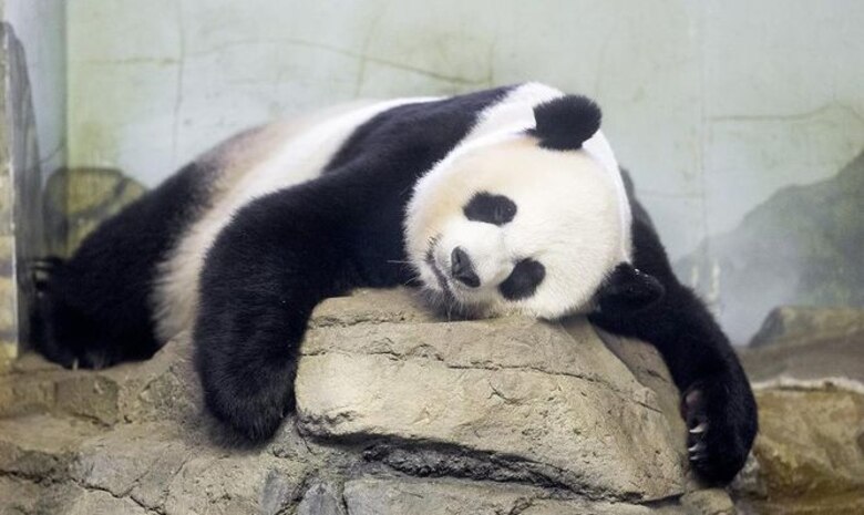Nace panda en Zoológico Nacional de Washington