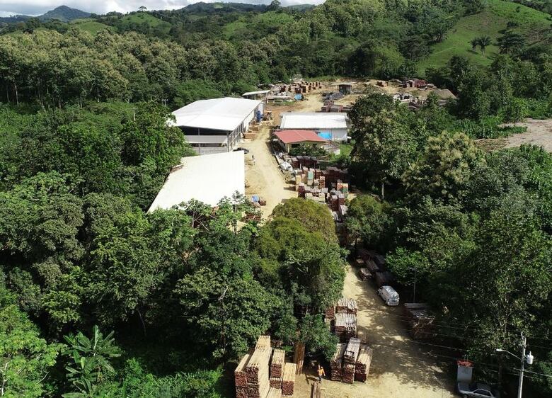 Panamá apunta a duplicar exportaciones de teca con sello sostenible