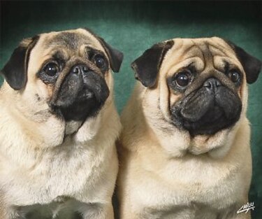 El carismático pug