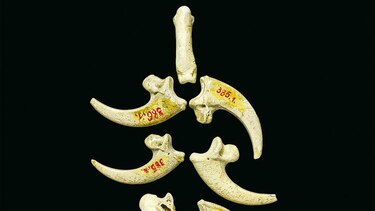 Neandertales crearon joyas hace 130 mil años