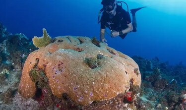 Investigadores avisan: el calor amenaza incluso a los corales más resistentes del Caribe