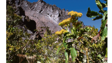 De vuelta al volcán