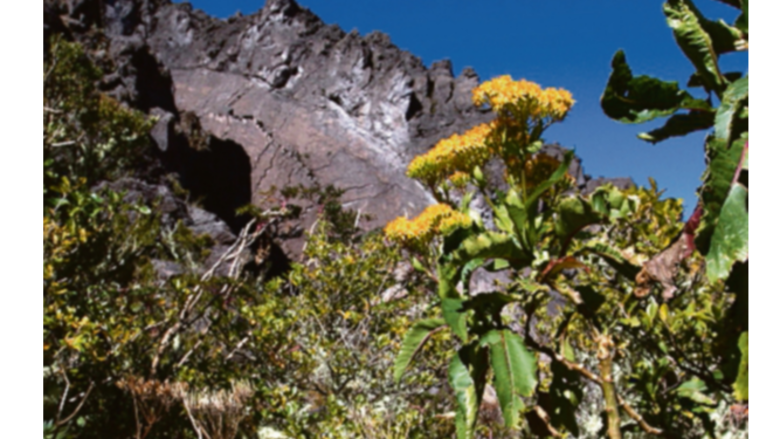 De vuelta al volcán